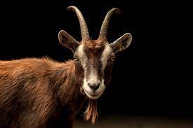 We did not find results for: Hd Goat Wallpaper 19 Wallpapers Book Your 1 Source For Free Download Hd 4k High Quality Wallpapers