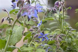 Image result for Borago officinalis