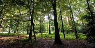 Waldstuck Im Stadtpark Gutersloh Parks Stadtpark Wald