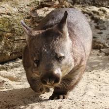 Image result for Southern hairy-nosed wombat