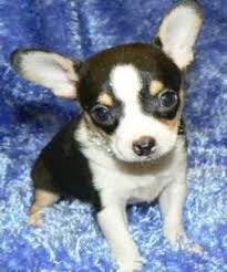 Maybe you would like to learn more about one of these? Chihuahua Colors The Chihuahua Information Center