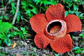 Rafflesia Flower Flowers Planting Flowers Plants