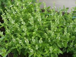 Image result for Ocimum basilicum