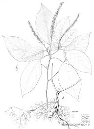 Image result for Hilleria latifolia