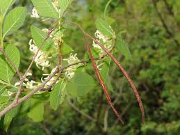 Image result for Holarrhena