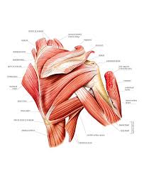 The rotator cuff muscles are important stabilizers and movers of the shoulder joint. Anatomy Of Muscles In Shoulder Anatomy Drawing Diagram