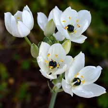 Image result for Ornithogalum pulchrum
