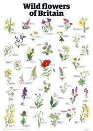 The carnation is among the oldest flowers to be cultivated, mentioned in greek literature two centuries ago. Image Result For British Wildflowers With Names British Wild Flowers Wedding Flowers Wildflowers Types Of Flowers