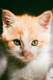 50 Of Unique Cat Names For Girls And Boys I Like Cats Very Much Cute Cat Names Girl Cat Names Unique Cat Names