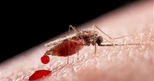 600+ vectors, stock photos & psd files. New Anti Malaria Compound Causes Mosquito Parasites To Swell Up And Explode Cbs News