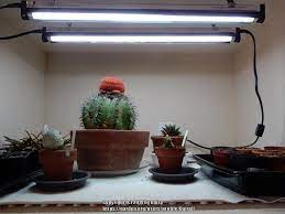 Bedroom cute light night switch luminous wall stickers fluorescent. Cactus And Succulents Forum Low Light Succulents Garden Org