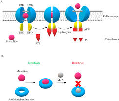 Image result for Extended Spectrum Macrolide