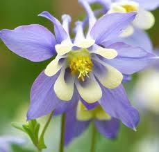 Image result for Aquilegia vulgaris Tower Mix