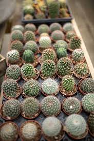 That's why it's grafted onto another cactus rootstock: 5 Care Tips To Keep Your Cactus Happy Tips West Coast Gardens Cactus Care Cactus Plants Indoor Cactus Plants