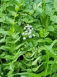 Image result for Berula erecta