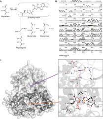Previously, she was a member of bej48's team e. Asparagine Synthetase Function Structure And Role In Disease Journal Of Biological Chemistry