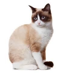 snowshoe cat one dark one light snowshoe cat pretty cats cats