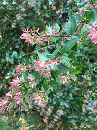 Image result for Caprifoliaceae