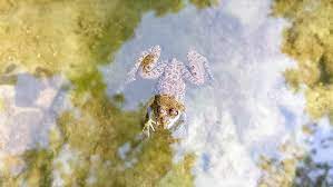 During the extended dry season, which can last several months, these frogs perform a neat trick: Can Frogs Breathe Underwater Frogpets