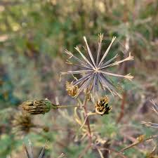 Image result for Bidens bipinnata