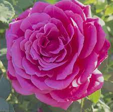 Miranda Lambert Rose Flowers Miranda Lambert