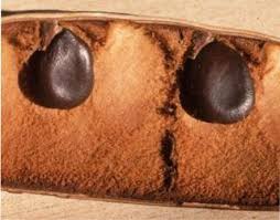 Image result for Bauhinia macrantha