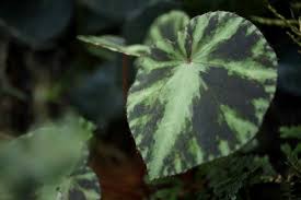 Image result for Begonia poculifera