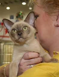 SHORT-HAIRED CAT SOCIETY 33RD CH