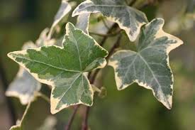 Varigated Ivy Hedera Helix Gold Child With Images Ivy Plants Home Landscaping Cottage Garden