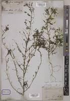 Image result for Indigofera adenoides