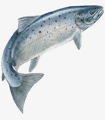 Jumping Fish Speckledfreetoedit Jumping Salmon Transparent Png 1032x1024 Free Download On Nicepng Download this free picture about silhouette salmon fish from pixabay's vast library of public domain images and videos. jumping salmon transparent png