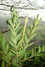 Image result for Gnidia kraussiana