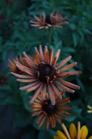 Rudbeckia | #100bouquets 006 ziua 6 din #100bouquets, powered by yau Growing Rudbeckia For Flower Farmers The Kokoro Garden