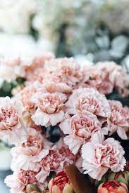 Pin On Flowers
