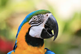 There are around 86 genera and 372 species in this order. Why Does My Parrot Scream Petfinder