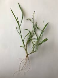 Image result for Urochloa eminii