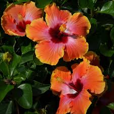 Image result for Hibiscus gwandensis