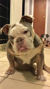 Any reputable victorian bulldog breeders on here? Image Result For Lilac Olde English Bulldogge Olde English Bulldogge Bulldog English Bulldog