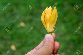 Champa Flower Yellow Flower Stock Photo Picture And Royalty Free Image Image 89863574 To created add 94 pieces, transparent flower images of your project files with.