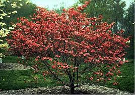 Dogwood American Beauty Red I Just Got Three Of These Trees To Plant Specimen Trees Dogwood Trees