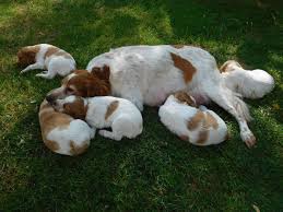 Image result for bretanský dlouhosrstý ohař