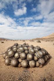 It is native to the sonoran desert in the u.s. Global Cactus Traffickers Are Cleaning Out The Deserts The New York Times