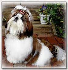 lattice laces show dog bows shih tzu shih tzu dog dog bows