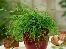 Learn how to care for them and keep your plants alive and thriving. Rhipsalis Burchellii Mistletoe Cactus World Of Succulents