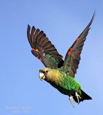 Birds That Can T Fly Far Cape Parrot Flying Parrot Wild Birds Parrot Flying
