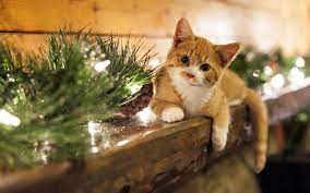 Submitted 7 months ago by grjaryau. Christmas Cat Wallpapers Top Free Christmas Cat Backgrounds Wallpaperaccess