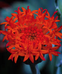 Image result for Kleinia fulgens