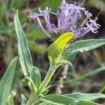 Image result for Pentanisia