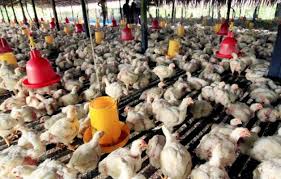 Check spelling or type a new query. Pt Ppi Terus Maksimalkan Penyerapan Ayam Potong Peternak Mandiri Bumninc