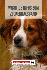 das zeckenhalsband vorteile nachteile arten kauftipps wirkstoffe u v m in 2020 zecke hundehaltung hunde